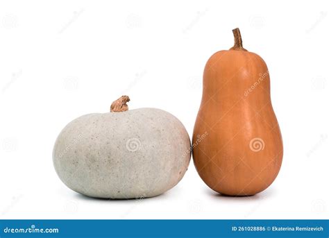 Whole Butternut Squash Pumpkin and Gray Pumpkin on White Background Isolated Stock Photo - Image ...