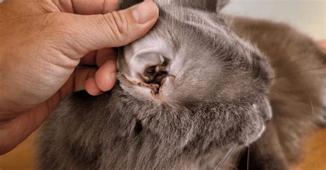 Excessive Ear Wax in Cats: What You Need to Know