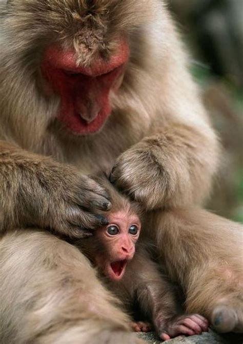 36 best images about Snow Monkeys on Pinterest | Nagano, 16 and Mom