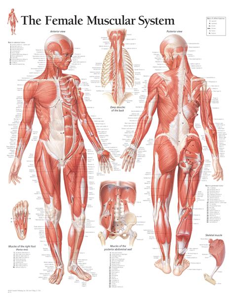 Torso Female Muscle Anatomy | ubicaciondepersonas.cdmx.gob.mx