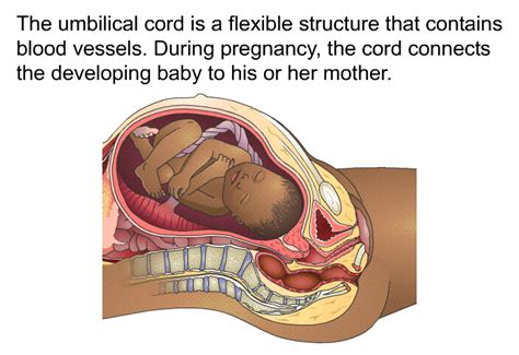 PatEdu.com : Umbilical Cord Care