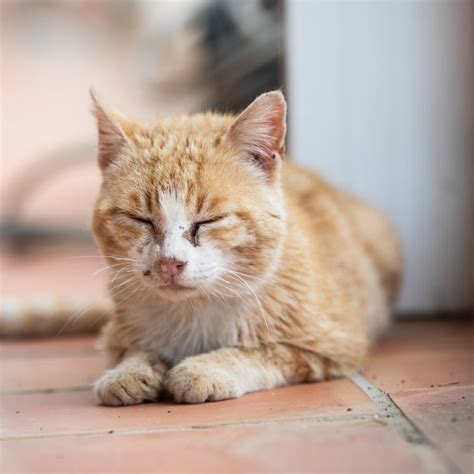 Cat Flu - Prevention and Cure - Urban Vets