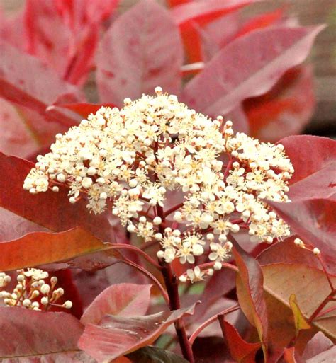 Photinia Red Robin Shrub Height