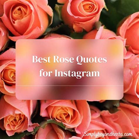 100 Best Rose Captions and Quotes for Instagram - SimplyBeyondHerbs