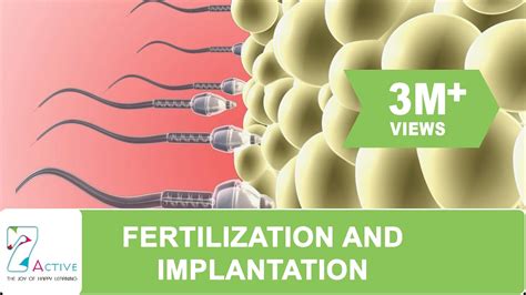 FERTILIZATION AND IMPLANTATION - YouTube