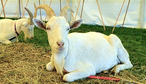 Saanen Goats - Hobby Farms