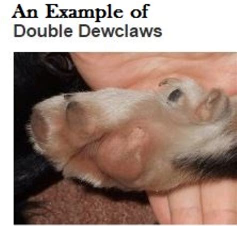 I am Your Dog's Dewclaw - Dog Discoveries