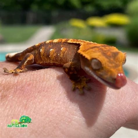 Best crested gecko breeders | baby crested gecko breeders near me