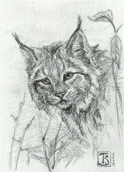 Lynx realistic | Bobcat drawing, Lynx, Cats