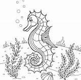 Free SEAHORSE Coloring Pages For Download Printable PDF sketch template