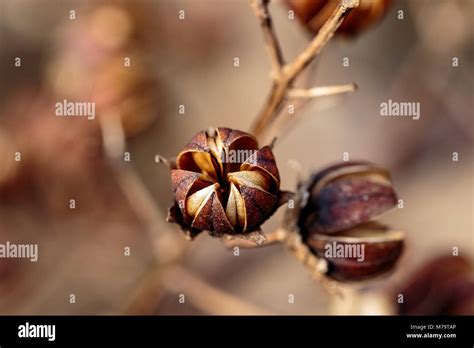 A macro shot of small, dry hibiscus seed pods on the branches of a tree ...