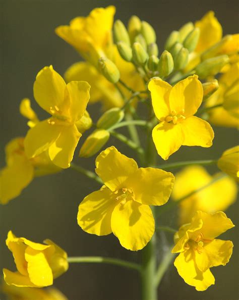 Field Cabbage (Brassica campestris) | Coedely Colliery, Rhon… | Flickr