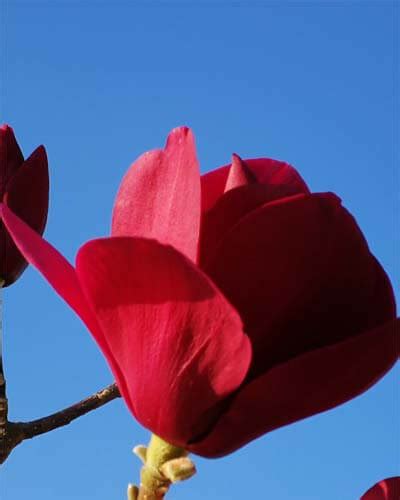 17 Red Magnolia Varieties – World of Garden Plants