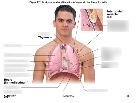 Anatomical Relationships of Organs in the Thoracic Cavity Diagram | Quizlet