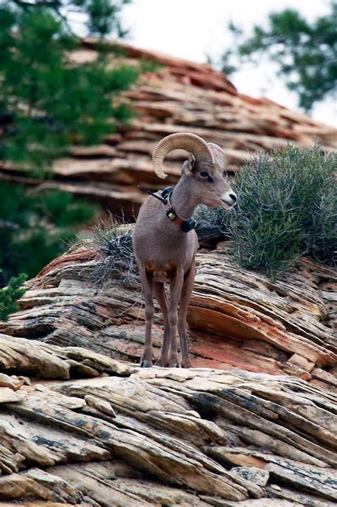 DWR launches new website highlighting wildlife migration across Utah