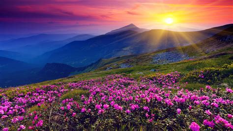 Sunrise and spring flowers 4K wallpaper download