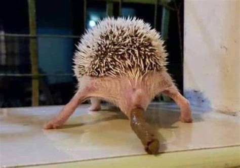 Thanks, I hate hedgehog poo : r/TIHI