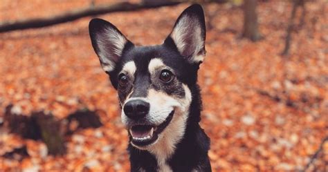Chihuahua Husky Mix: Facts, Puppy Price & Guide | Puplore