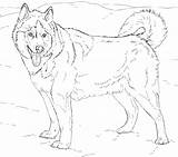 Siberian Husky Coloring Pages sketch template