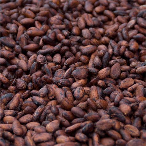 Raw Cocoa Beans at Best Price in Coimbatore - Manufacturer,Supplier,Tamil Nadu