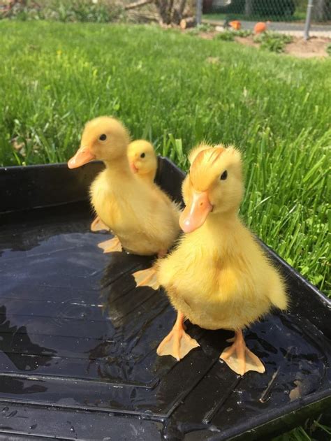 Raising Pekin Ducks - Backyard Poultry | Cute ducklings, Pet ducks, Cute funny animals