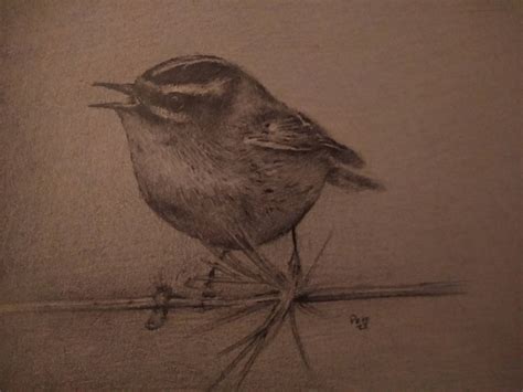 Firecrest pencil sketch by Richmond147 on DeviantArt