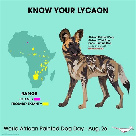 Pin by Savannah Smith on refs | African wild dog, Wild dogs, Animals wild