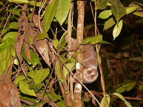 NParks to do major biodiversity surveys of plants and animals at ...