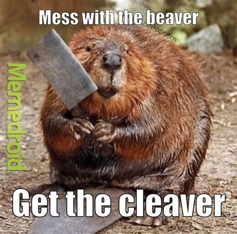 The best Beaver memes :) Memedroid