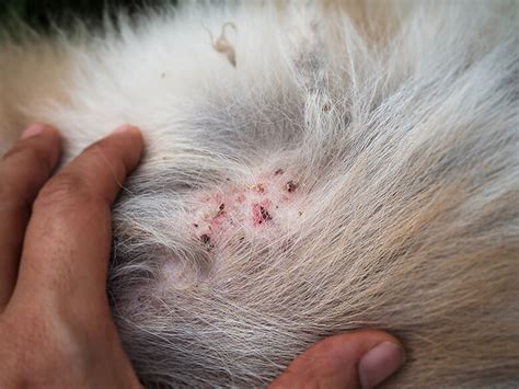 Pictures Of Sand Flea Bites On Dogs - PictureMeta