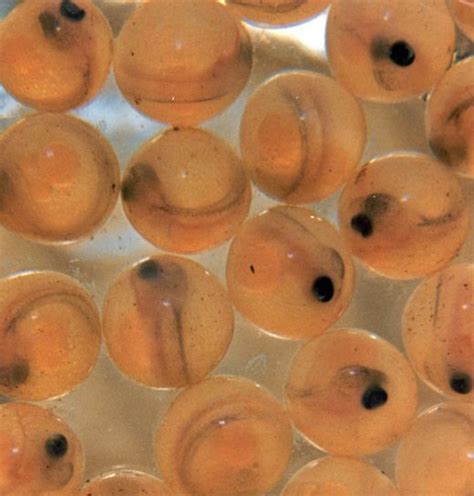 Free picture: microscopic, Atlantic salmon, eggs