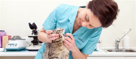 Services - Family Pet Hospital - Quality Affordable Pet Care at Your ...