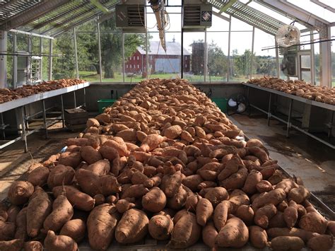 Sweet Potato Harvest 2018 – RWCF