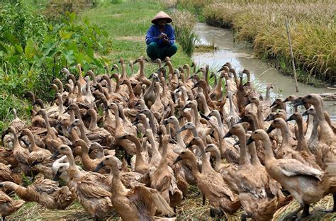 6 Langkah Sukses Beternak Bebek | Pak Tani Digital