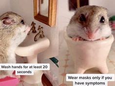 11 Funny Gerbil Memes Pictures Videos and Quotes | gerbil, hamster, funny