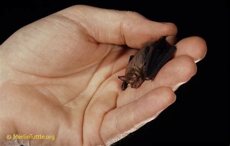 pegger of the people on Twitter: "RT @BatsDaily: this fella is absolutely TINY!! this is a ...