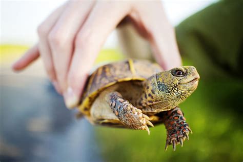 una hermosa tortuga en la mano | Box turtle, Tortoise care, Turtle