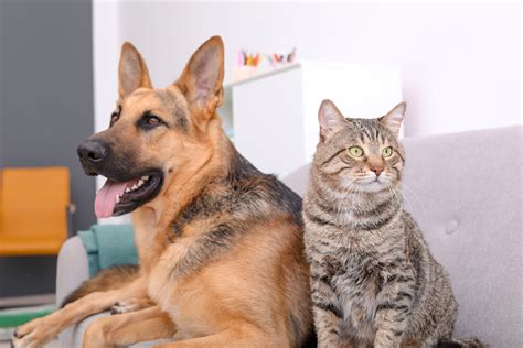 Dog And Cat Friendship