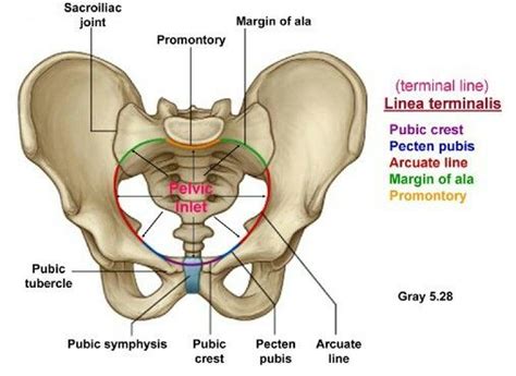 Pin on Reproductive anatomy