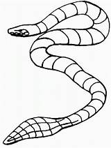 Garter Snake Drawing  Free Download On ClipArtMag sketch template