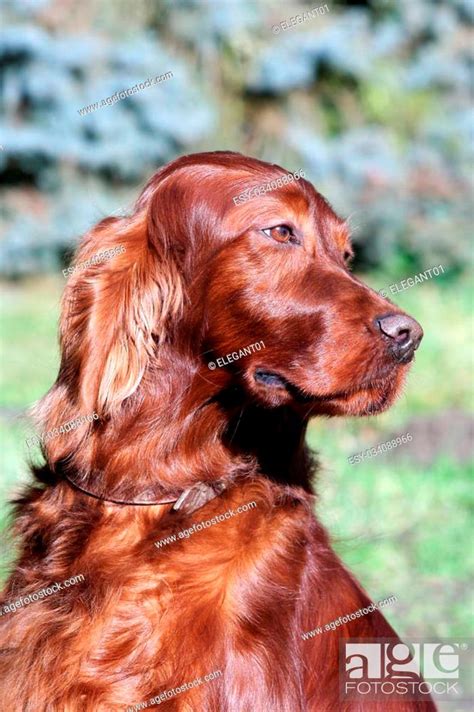 Beautiful Irish Red Setter looking, Stock Photo, Picture And Low Budget Royalty Free Image. Pic ...