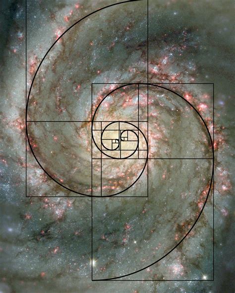 The fabulous Fibonacci sequence in nature – Science Vibe