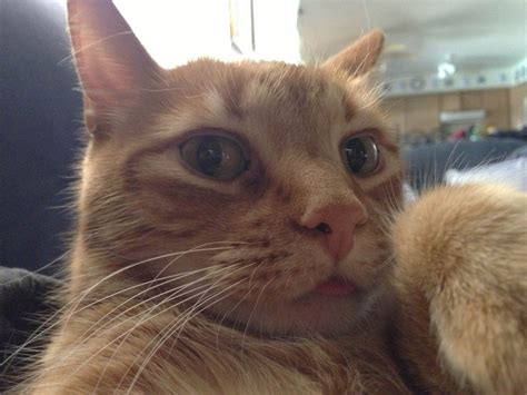 15 Crazy Cat Selfies - The Hollywood Gossip