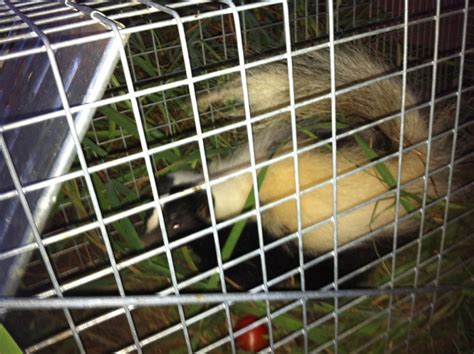 Skunk Removal | Anytime Wildlife Removal