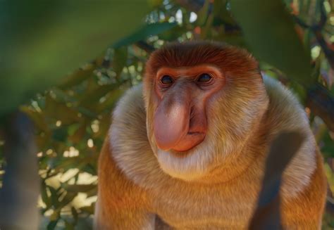 Macaco-Narigudo - Planet Zoo