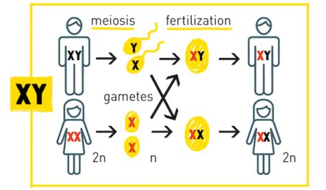 Sex determination: The X, Y, Z’s of sex chromosomes – HudsonAlpha Institute for Biotechnology