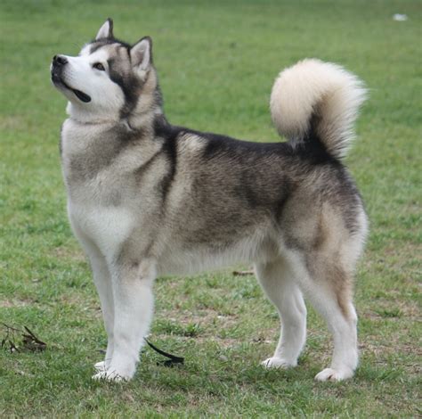 Alaskan Malamute Breed Guide - Learn about the Alaskan Malamute.