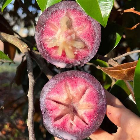 👋Winter Sale☃️💥 Milk Fruit🍎 (Star Apple)👋Heirloom Seed