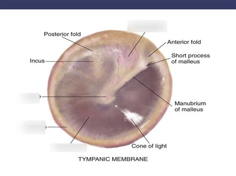 Tympanic Membrane Diagram | Quizlet