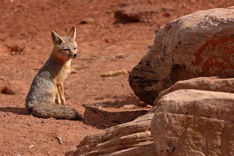 Desert Foxes | Species That Thrive in the Desert - All Things Foxes